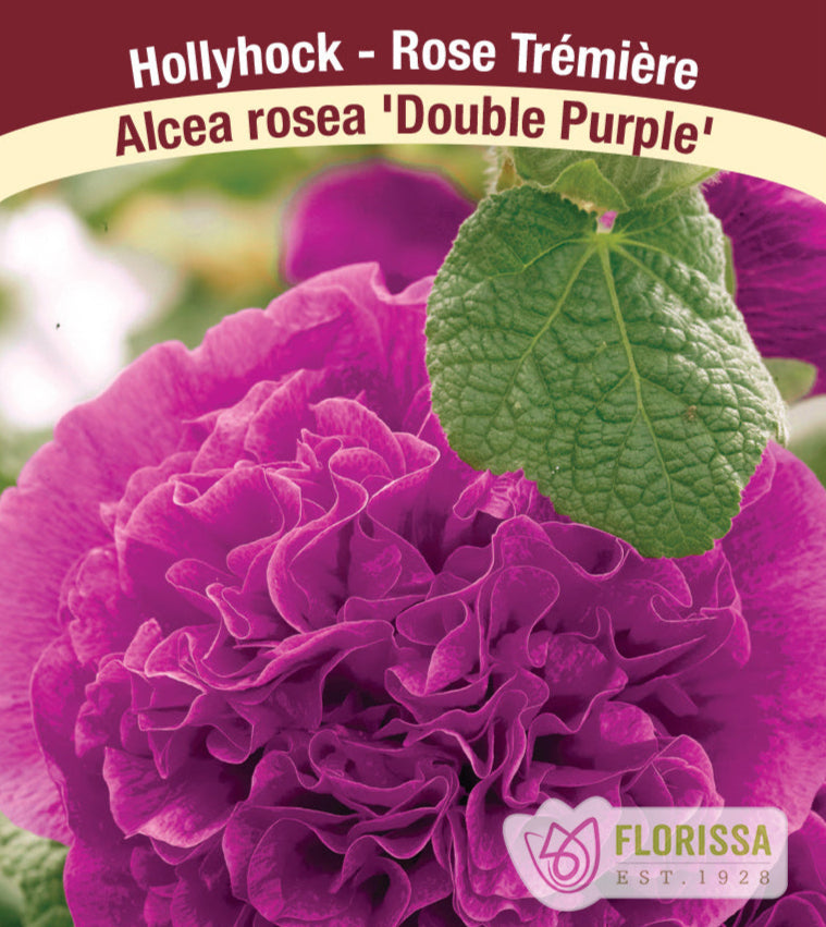 Hollyhock - Chaters Double Purple, 1 Pack