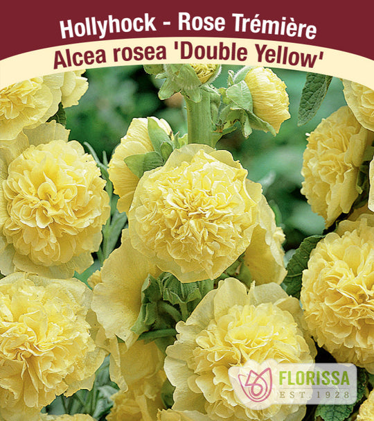 Hollyhock - Double Yellow, 1 Pack