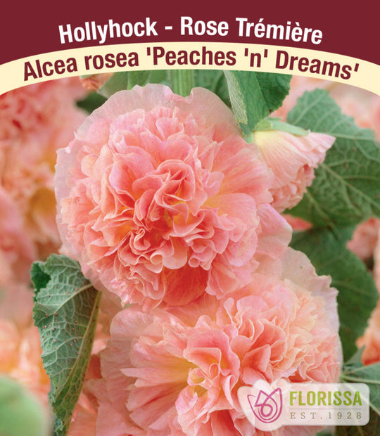Hollyhock - Peaches 'n' Dreams, 1 Pack
