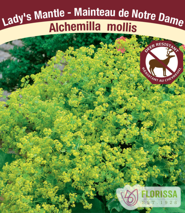 Lady's Mantle - Alchemilla mollis, 1 Pack