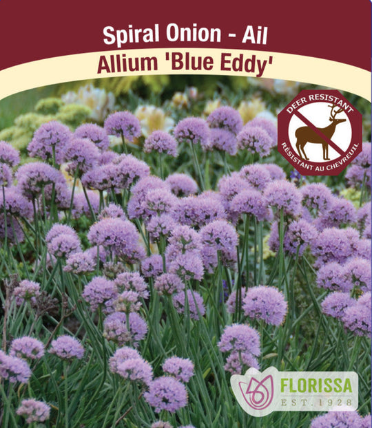 Allium - Blue Eddy, 1 Pack