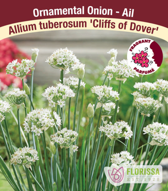 Allium - Cliffs of Dover, 1 Pack