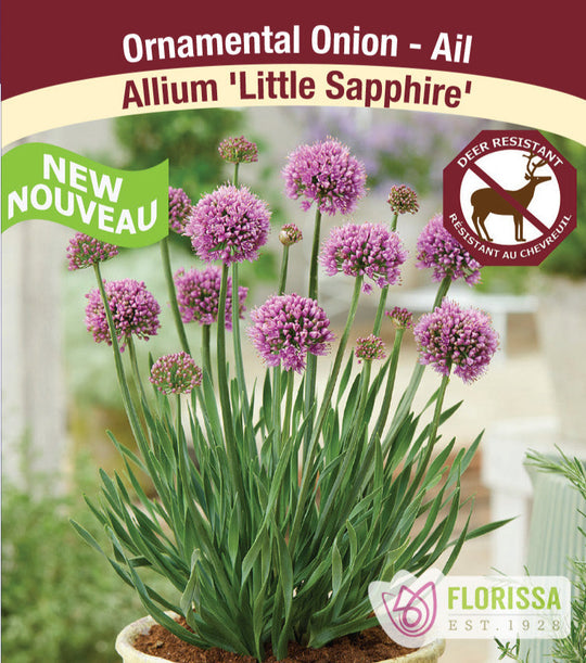 Allium - Little Sapphire, 1 Pack