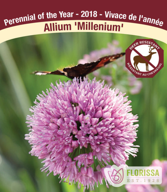 Allium - Millenium, 1 Pack