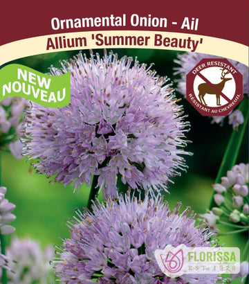 Allium - Summer Beauty, 1 Pack
