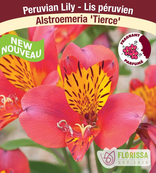 Alstroemeria - Tierce