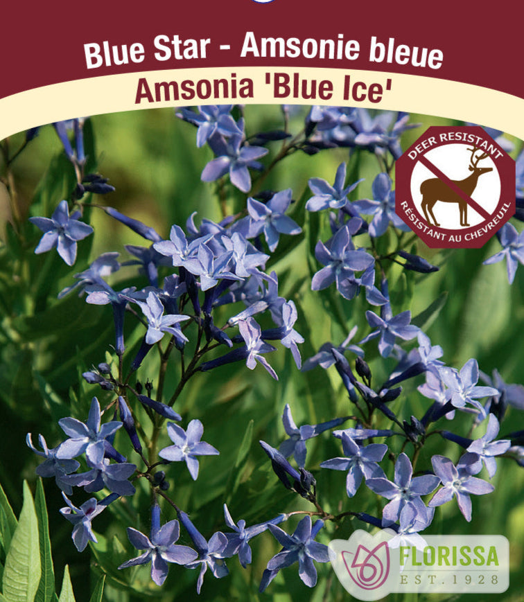 Amsonia - Blue Ice - Threadleaf Bluestar, 1 Pack