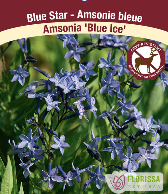 Amsonia - Blue Ice, 1 Pack