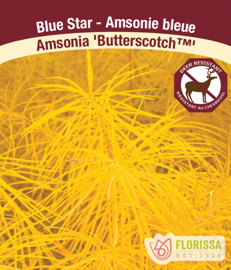 Amsonia - Butterscotch - Threadleaf Bluestar, 1 Pack