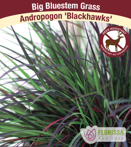 Big Bluestem Grass - Black Hawks, 1 Pack