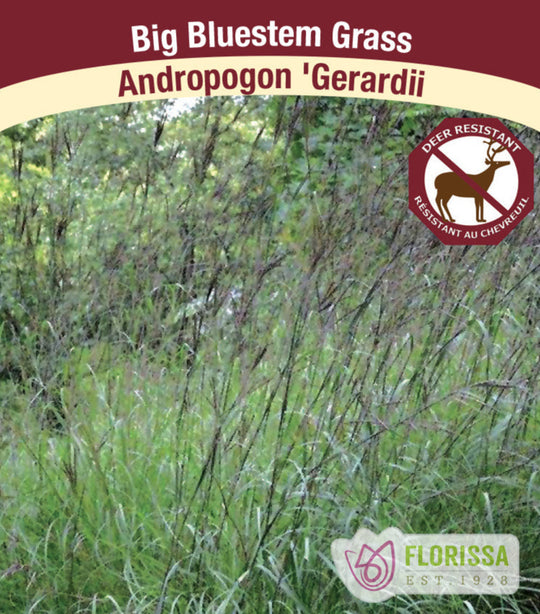 Big Bluestem Grass - Andropogon geradii, 1 Pack