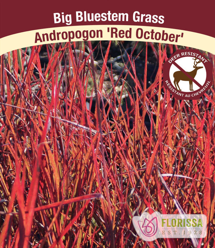 Big Bluestem Grass - Red October, 1 Pack