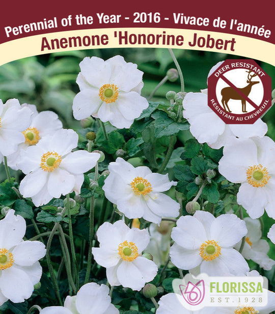 Anemone - Honorine Jobert, 1 Pack