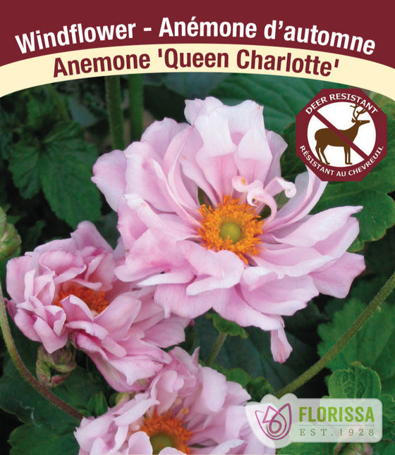 Anemone - Queen Charlotte, 1 Pack