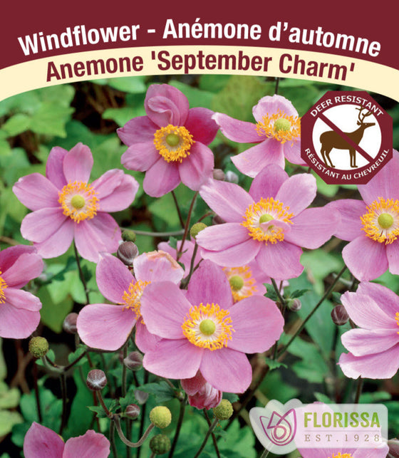 Anemone - September Charm, 1 Pack