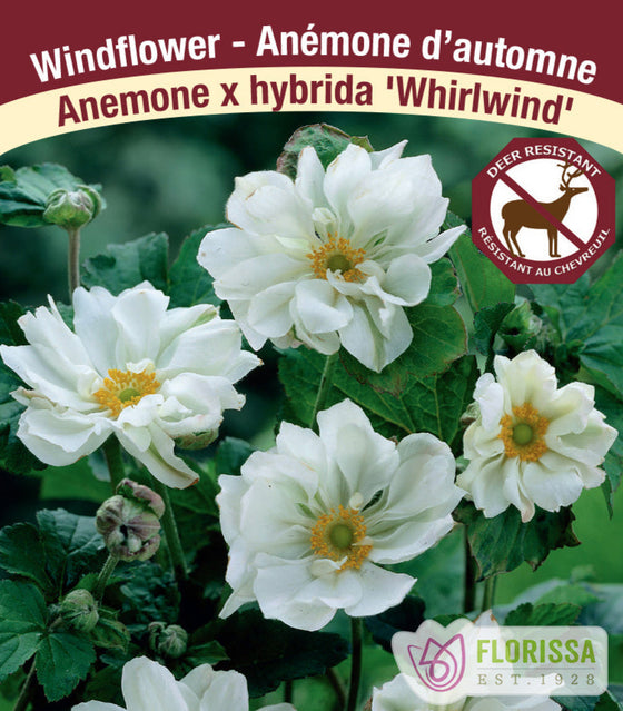 Anemone - Whirlwind, 1 Pack