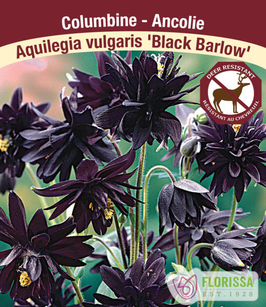 Columbine - Black Barlow, 1 Pack