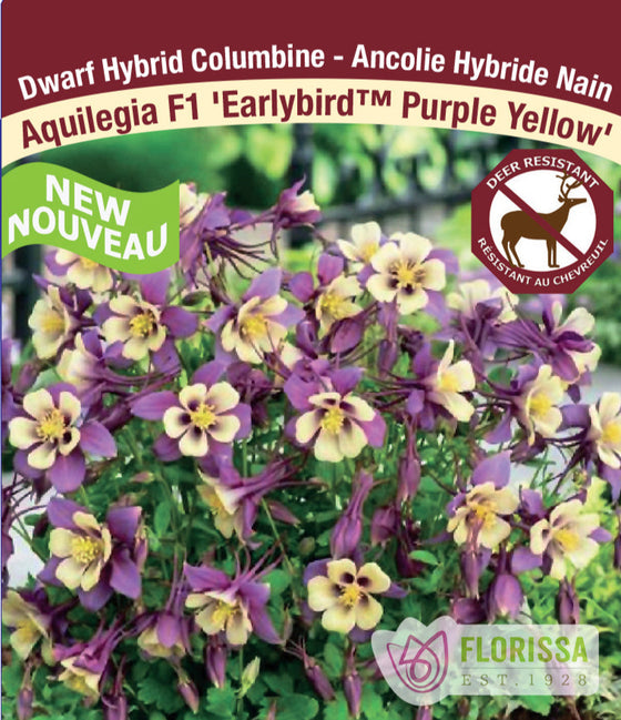 Columbine - F1 Earlybird Purple Yellow, 1 Pack