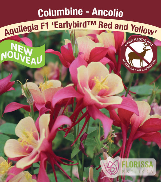 Columbine - F1 Earlybird Red and Yellow, 1 Pack