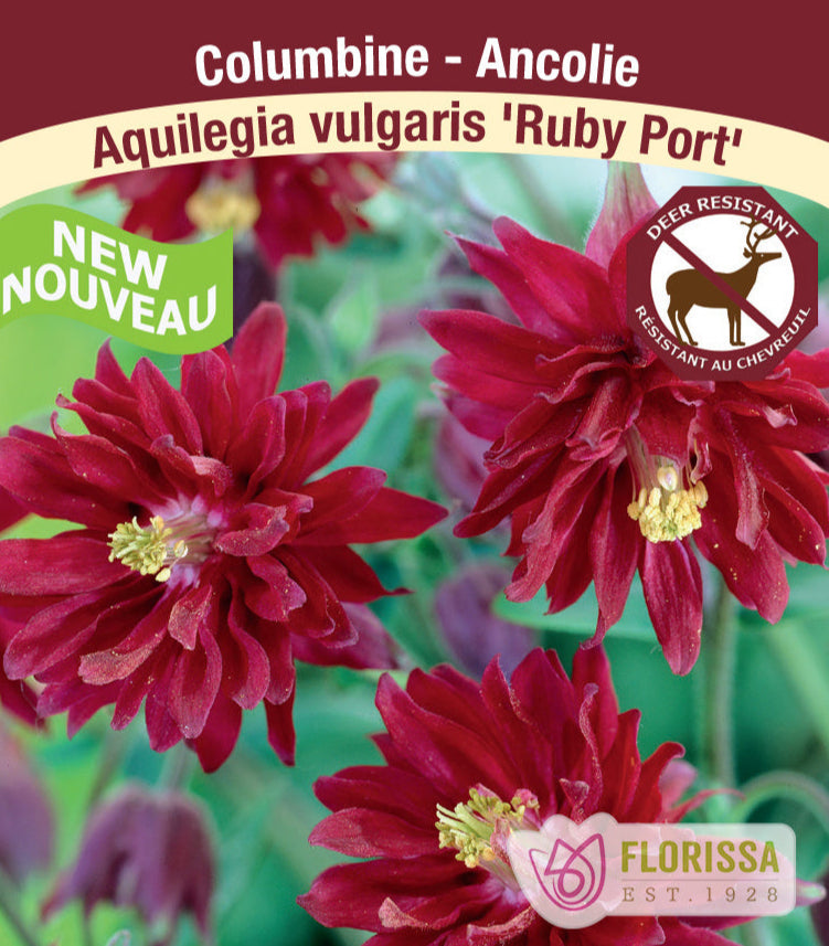 Columbine – ‘Ruby Port’, 1 Pack