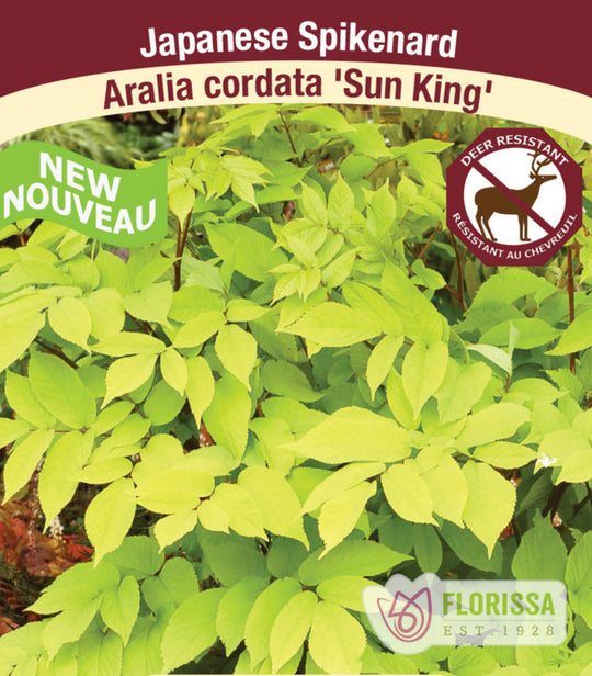Japanese Spikenard - Sun King, 1 Pack