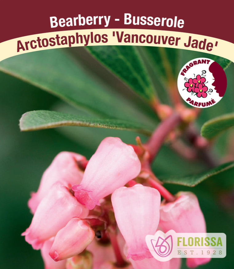 Arctostaphylos - Vancouver Jade - Bearberry, 1 Pack
