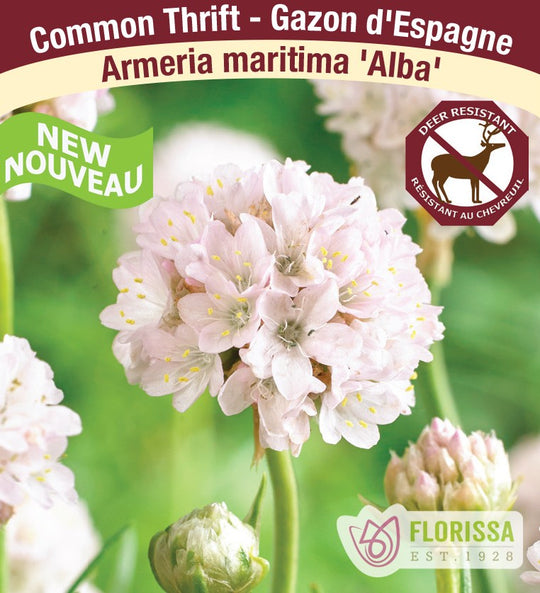 Armeria - Alba, 1 Pack