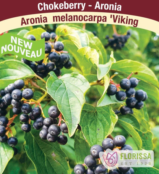 Chokeberry Aronia - Viking