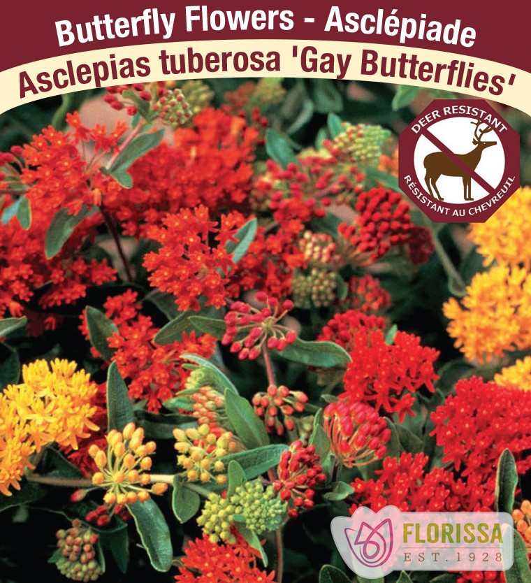 Asclepias tuberosa - Gay Butterflies, 1 Pack