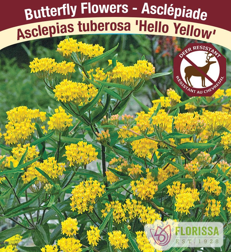 Asclepias tuberosa - Hello Yellow, 1 Pack