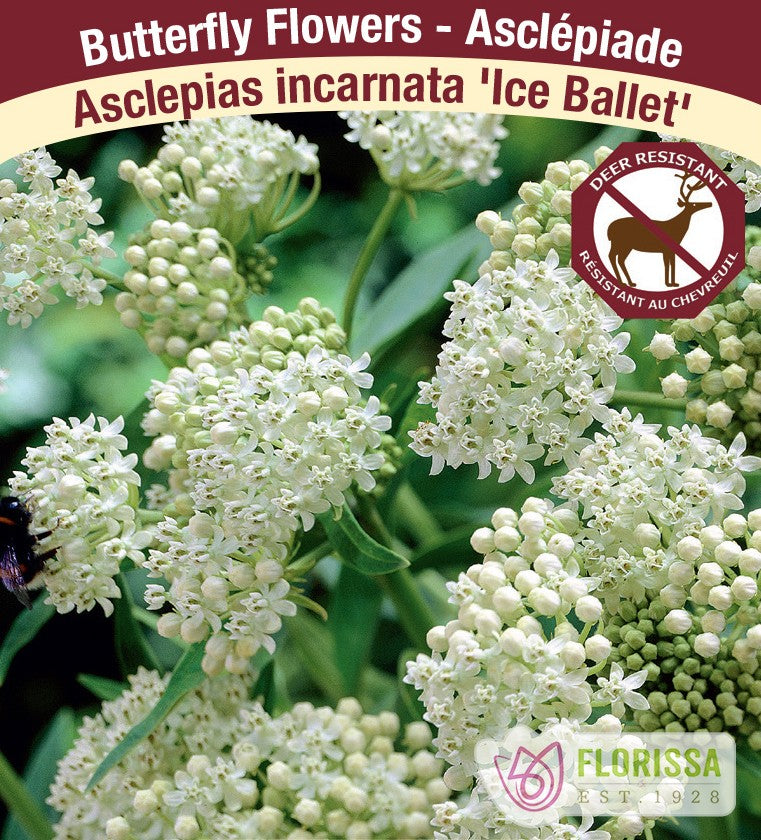 Asclepias incarnata - Ice Ballet, 1 Pack