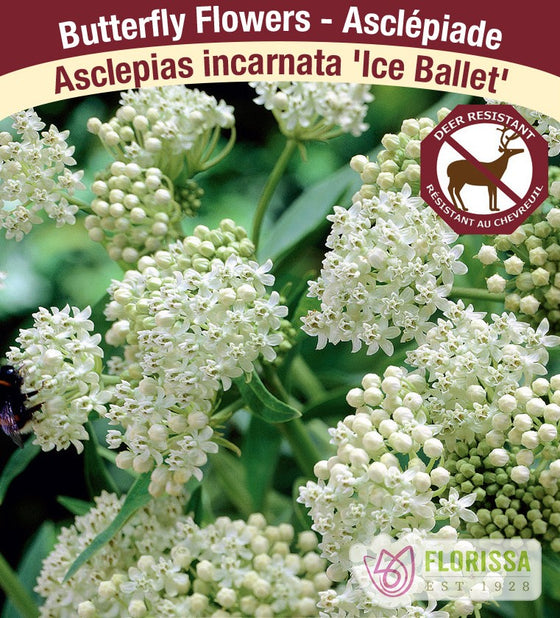 Butterfly Weed - Ice Ballet, 1 Pack