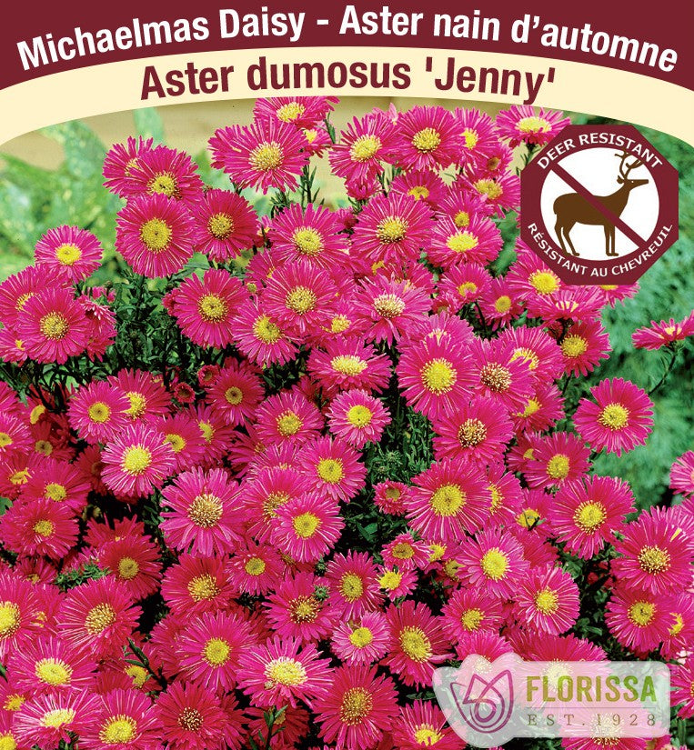 Aster dumosus - Jenny, 1 Pack