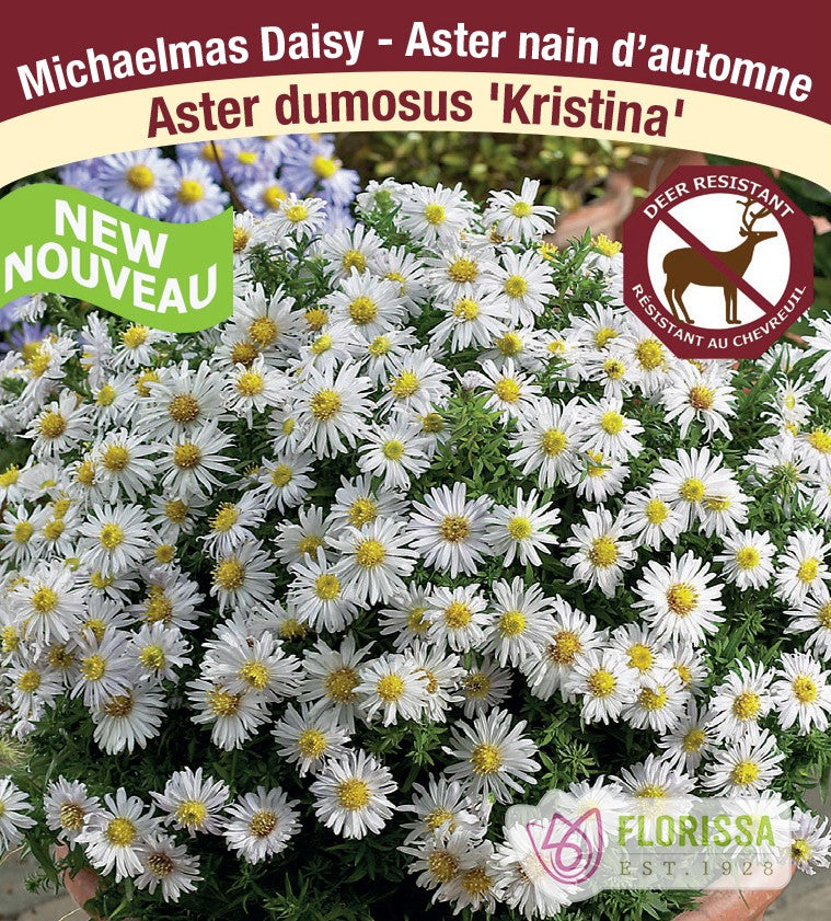 Aster dumosus - Kristina, 1 Pack
