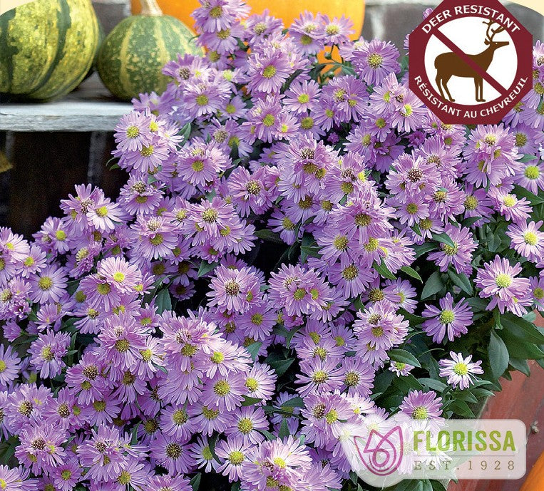 Aster novae-angliae - Purple Dome, 1 Pack