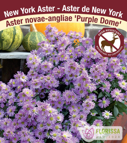 Aster - Purple Dome, 1 Pack