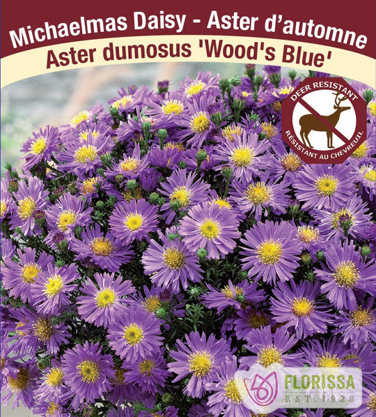 Aster - Wood's Blue, 1 Pack