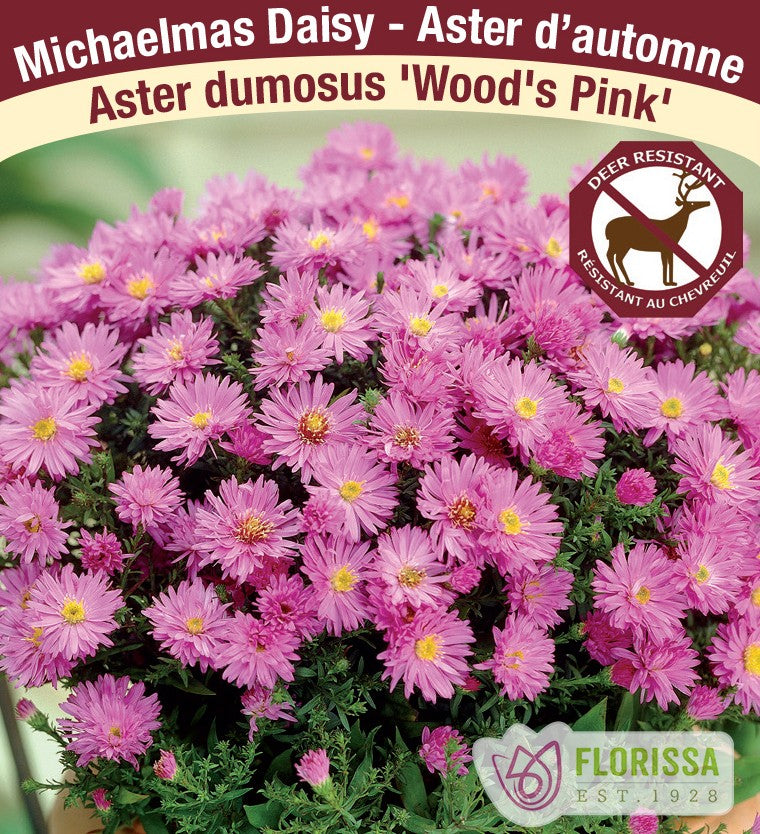 Aster dumosus – Wood’s Pink, 1 Pack