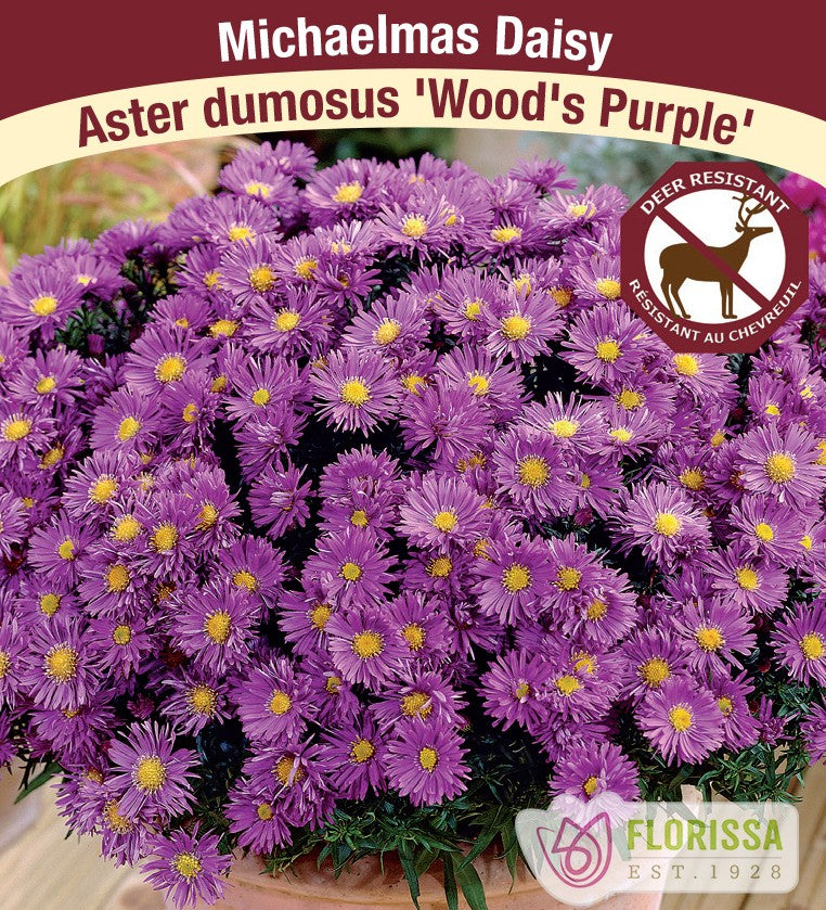 Aster dumosus – Wood’s Purple, 1 Pack