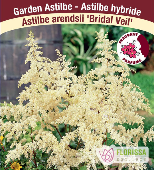 Astilbe - Bridal Veil , 1 Pack