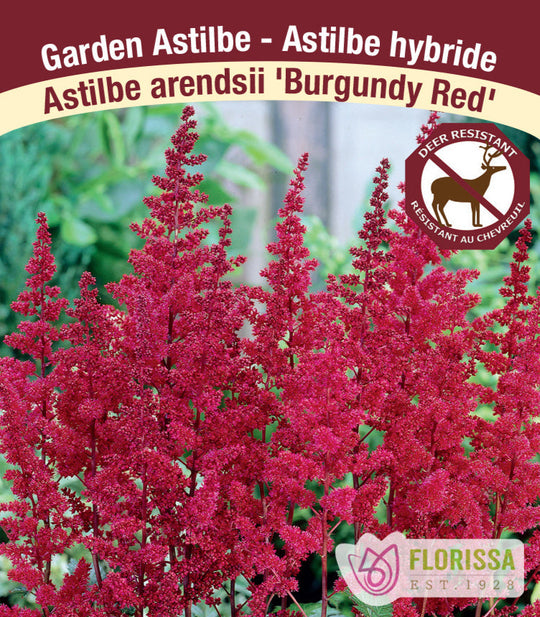 Astilbe - Burgundy Red, 1 Pack