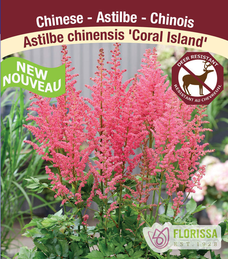 Astilbe - Coral Island, 1 Pack
