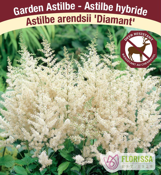 Astilbe - Diamant, 1 Pack