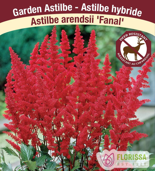 Astilbe - Fanal, 1 Pack