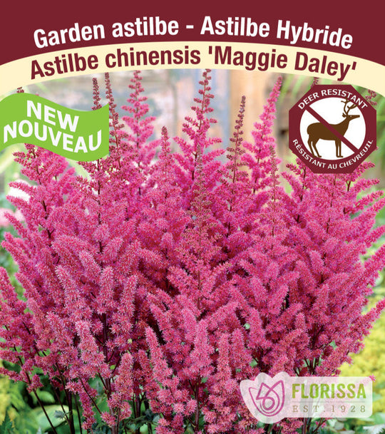 Astilbe - Maggie Daley , 1 Pack