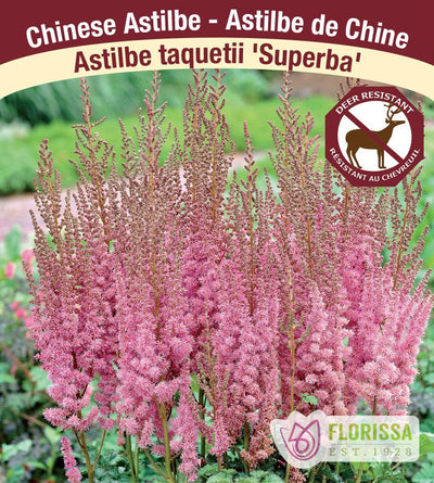 Astilbe - Superba, 1 Pack