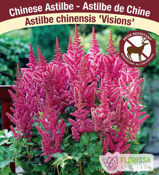 Astilbe  - Visions, 1 Pack