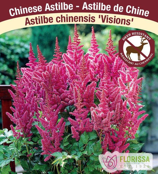 Astilbe  - Visions, 1 Pack