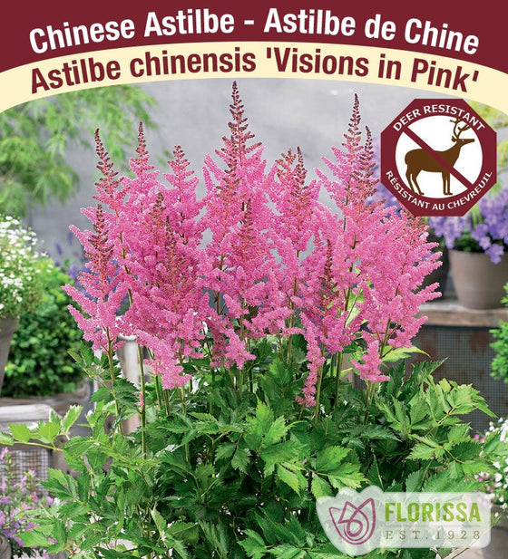 Astilbe - Visions in Pink, 1 Pack
