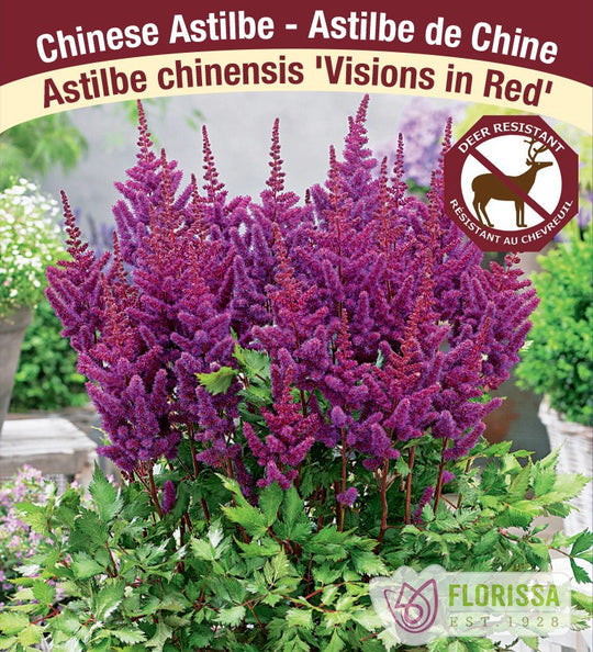 Astilbe - Visions in Red , 1 Pack